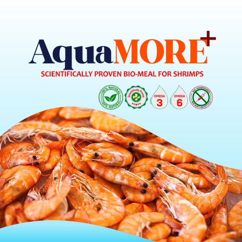 AquaMORE+E shrimp feed supplement supports immunity, improves digestion, and enhances shrimp survival – AsthraVi