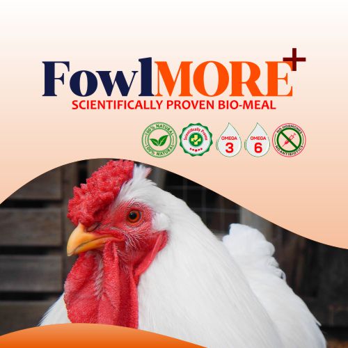 FowlMORE+ hen feed supplement improves egg quality, yolk strength, and poultry nutrition – AsthraVi