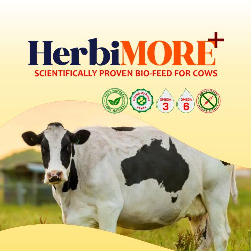 HerbiMORE+J dairy cow feed supplement enhances milk yield, cow health, and reproductive performance – AsthraVi